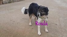 ROULA, Hund, Griechischer Hirtenhund-Mix in Griechenland - Bild 5