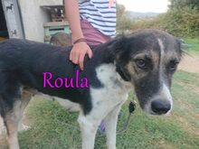 ROULA, Hund, Griechischer Hirtenhund-Mix in Griechenland - Bild 6