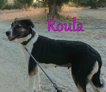 ROULA, Hund, Griechischer Hirtenhund-Mix in Griechenland - Bild 7