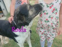 ROULA, Hund, Griechischer Hirtenhund-Mix in Griechenland - Bild 8