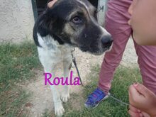 ROULA, Hund, Griechischer Hirtenhund-Mix in Griechenland - Bild 9