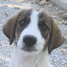 PITT, Hund, Mischlingshund in Griechenland - Bild 1