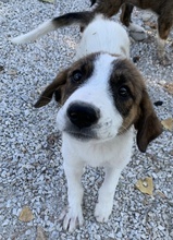PITT, Hund, Mischlingshund in Griechenland - Bild 10