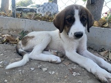 PITT, Hund, Mischlingshund in Griechenland - Bild 2