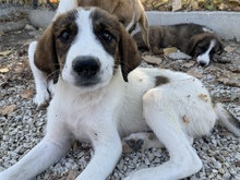 PITT, Hund, Mischlingshund in Griechenland - Bild 7