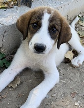 PITT, Hund, Mischlingshund in Griechenland - Bild 9