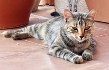 AMIRA, Katze, Europäisch Kurzhaar in Spanien - Bild 5