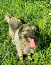 SHAPA, Hund, Tornjak-Mix in Kroatien - Bild 5