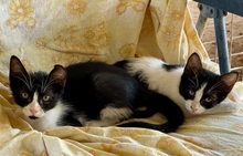 JOYA, Katze, Europäisch Kurzhaar in Spanien - Bild 5