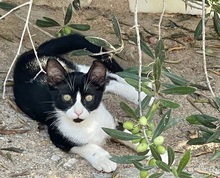 JULIAN, Katze, Europäisch Kurzhaar in Spanien - Bild 2