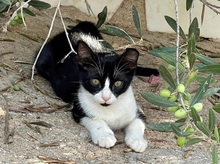 JULIAN, Katze, Europäisch Kurzhaar in Spanien - Bild 3
