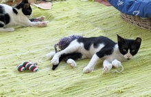 JULIAN, Katze, Europäisch Kurzhaar in Spanien - Bild 4