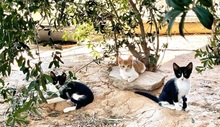 JURI, Katze, Europäisch Kurzhaar in Spanien - Bild 5