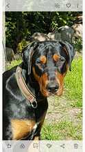 BENNY, Hund, Mischlingshund in Glaubitz - Bild 1