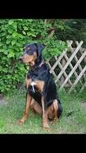 BENNY, Hund, Mischlingshund in Glaubitz - Bild 2