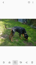 BENNY, Hund, Mischlingshund in Glaubitz - Bild 4