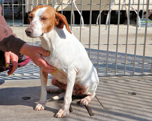 ZAMPETTA, Hund, Mischlingshund in Italien - Bild 4