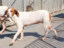 ZAMPETTA, Hund, Mischlingshund in Italien - Bild 5