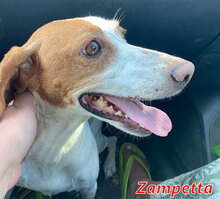 ZAMPETTA, Hund, Mischlingshund in Italien - Bild 7