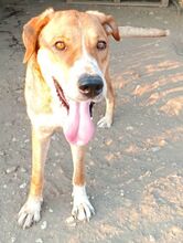 FRIDA, Hund, Mischlingshund in Griechenland - Bild 1