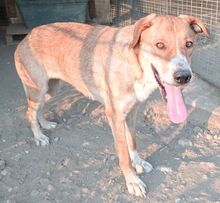 FRIDA, Hund, Mischlingshund in Griechenland - Bild 2