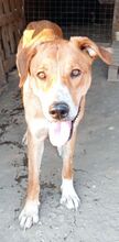 FRIDA, Hund, Mischlingshund in Griechenland - Bild 4