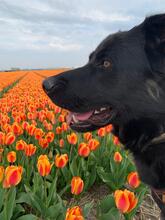 BLACK, Hund, Belgischer Schäferhund-Labrador-Mix in Niederlande - Bild 1