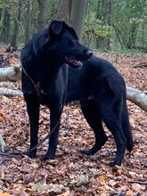 BLACK, Hund, Belgischer Schäferhund-Labrador-Mix in Niederlande - Bild 3