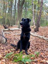 BLACK, Hund, Belgischer Schäferhund-Labrador-Mix in Niederlande - Bild 4