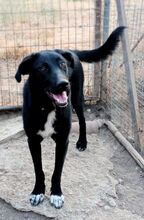 LOUIZE, Hund, Mischlingshund in Griechenland - Bild 1