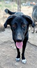 LOUIZE, Hund, Mischlingshund in Griechenland - Bild 2