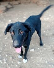 LOUIZE, Hund, Mischlingshund in Griechenland - Bild 5