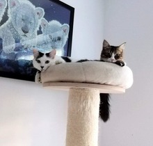 MEGGIE, Katze, Langhaarkatze-Mix in München - Bild 1