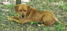 FELIA, Hund, Mischlingshund in Ungarn - Bild 2