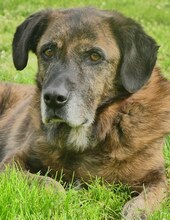 IVOR, Hund, Mischlingshund in Griechenland - Bild 1