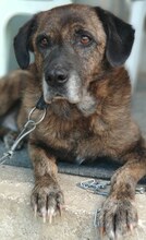 IVOR, Hund, Mischlingshund in Griechenland - Bild 10