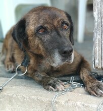 IVOR, Hund, Mischlingshund in Griechenland - Bild 11