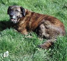 IVOR, Hund, Mischlingshund in Griechenland - Bild 16