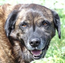 IVOR, Hund, Mischlingshund in Griechenland - Bild 21