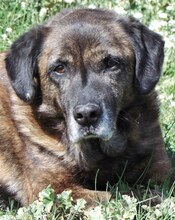 IVOR, Hund, Mischlingshund in Griechenland - Bild 22