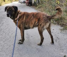 IVOR, Hund, Mischlingshund in Griechenland - Bild 26