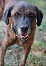 IVOR, Hund, Mischlingshund in Griechenland - Bild 29