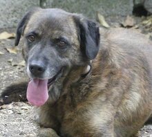 IVOR, Hund, Mischlingshund in Griechenland - Bild 30