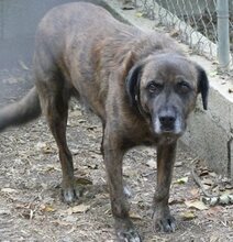 IVOR, Hund, Mischlingshund in Griechenland - Bild 31
