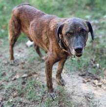 IVOR, Hund, Mischlingshund in Griechenland - Bild 33