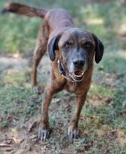 IVOR, Hund, Mischlingshund in Griechenland - Bild 34