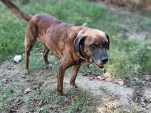 IVOR, Hund, Mischlingshund in Griechenland - Bild 35