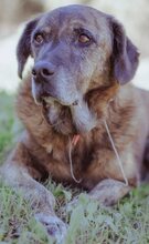 IVOR, Hund, Mischlingshund in Griechenland - Bild 37