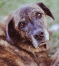 IVOR, Hund, Mischlingshund in Griechenland - Bild 38