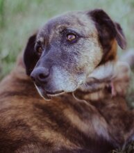 IVOR, Hund, Mischlingshund in Griechenland - Bild 39